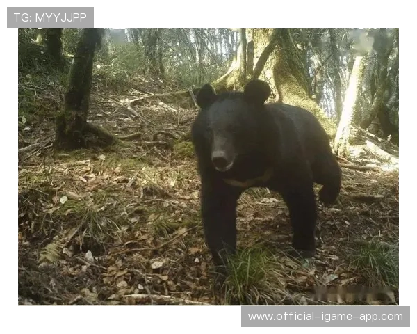 黑熊城市袭击，女子遇难令人痛惜，黑熊袭击村民视频